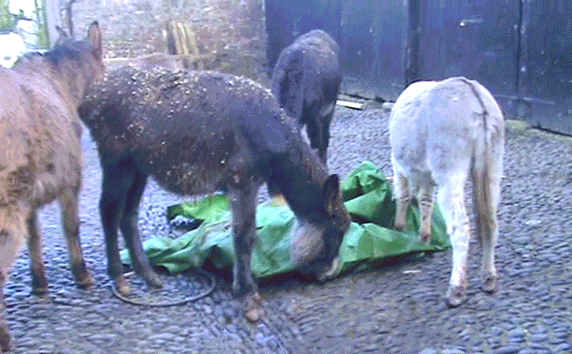 donkeysbashtarp 