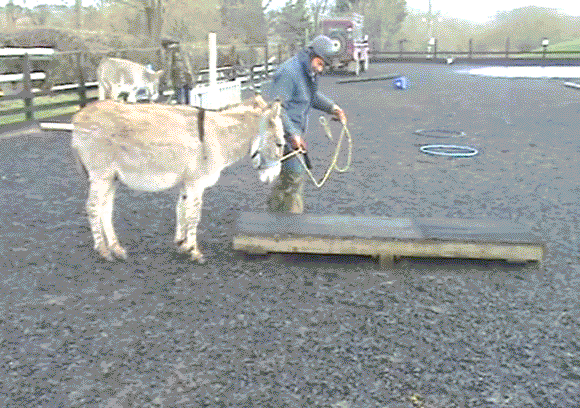 noah seesaw 