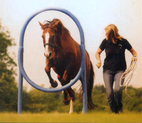 agilityhorsepic 