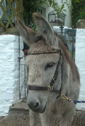 donkey Eli 