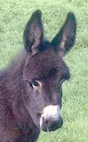 donkey baby Kiwi.