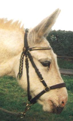 donkey Barney.