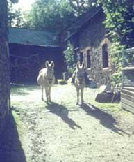 barney and spotty.