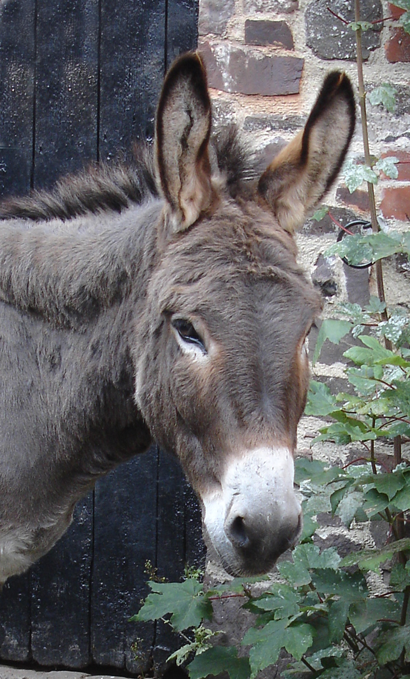 donkey bossy Bertie