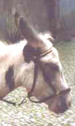 donkey Charlie.