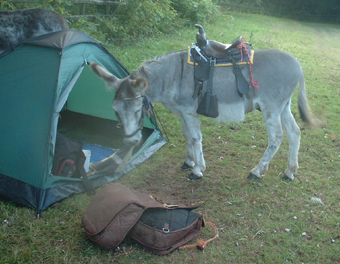 pull saddle blanket 