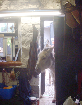 feedroom2 