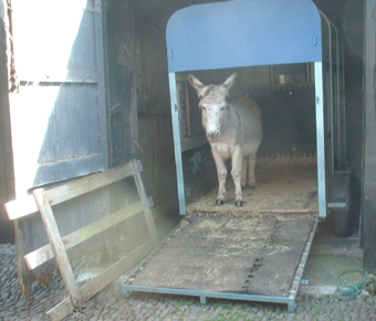  in horsebox