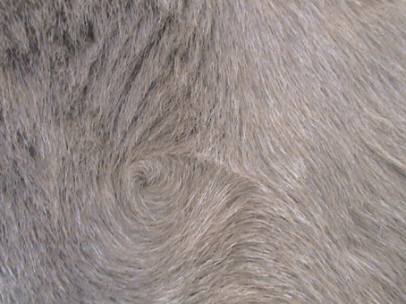 fur whorl 