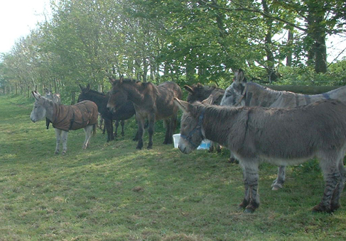 all in  field 