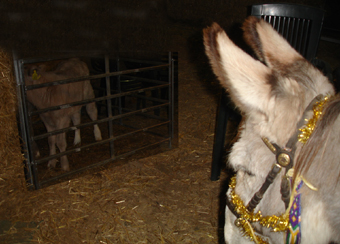 nativity4 