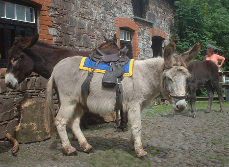 june saddled 