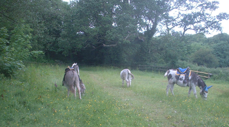 in meadow in june 