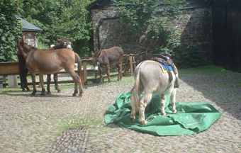 cross mat 