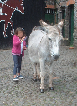 brushing charlie 