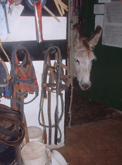 feedroom1 