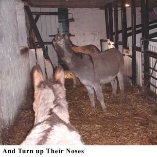 turn noses up 