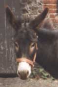 donkey Copper.