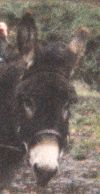 donkey Daniel.