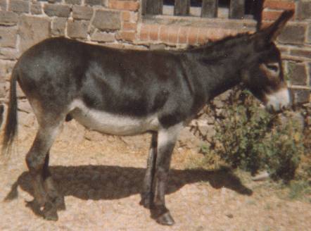 dan3.jpg