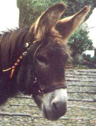 donkey Donk.