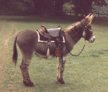 donk3.jpg