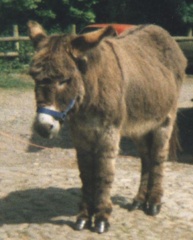 donk4