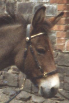 mule Giffy.