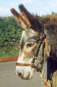 donkey Isaac.