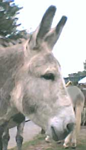 donkey Jake.