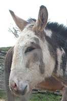 donkey Jasper.