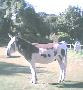 in meadow.