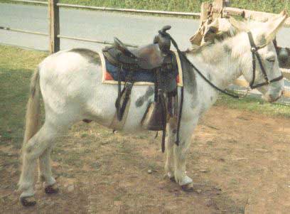 Saddled up.