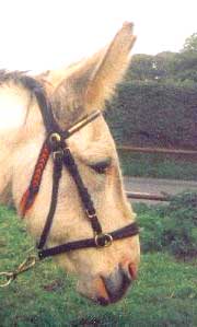 donkey Jerry.