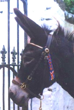 donkey Kiwi.