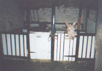 In stable.