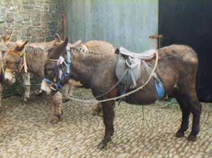 tacked up.