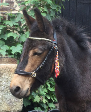 mule Marmite