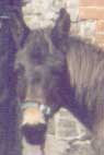 mule Martha.