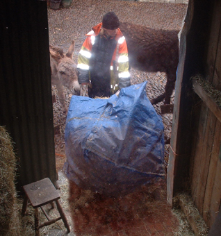 jana in the hay shed 