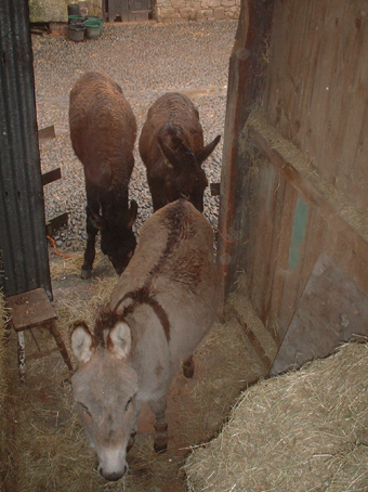 noah in hay shed 