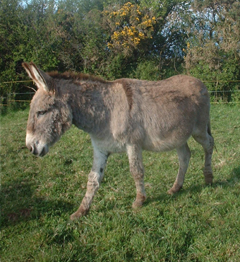 in parish hall field 