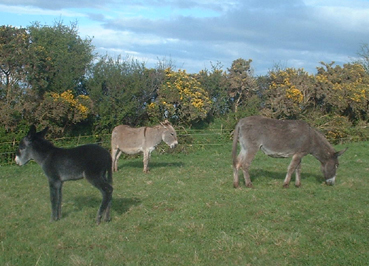 in field 