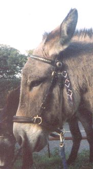 donkey Noah.