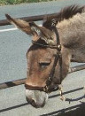 donkey Oscar.