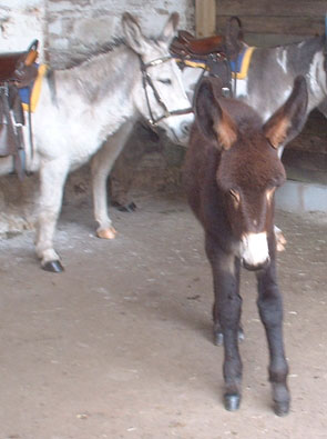 peetmeetdonks 