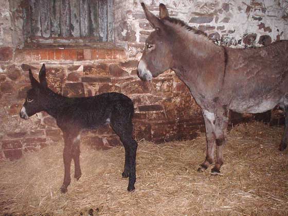 baby peter just born 