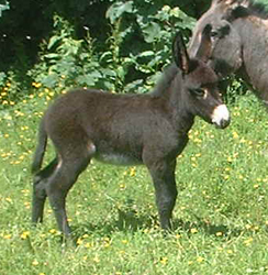 pete3weeksfield2 