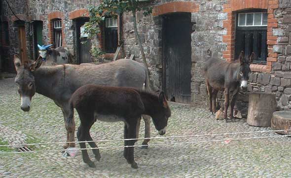 shinpetekiwiyard 
