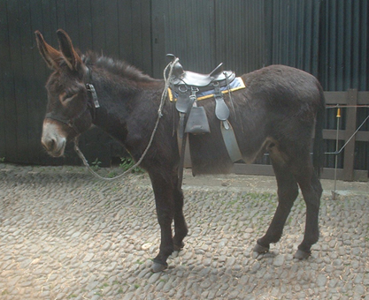 pete saddled 